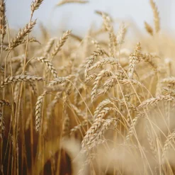 Rausch After-Sun-Shampoo mit Weizenkeim 200 ml