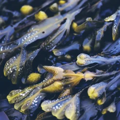 Rausch Anti-Fett-Shampoo mit Meerestang 200 ml