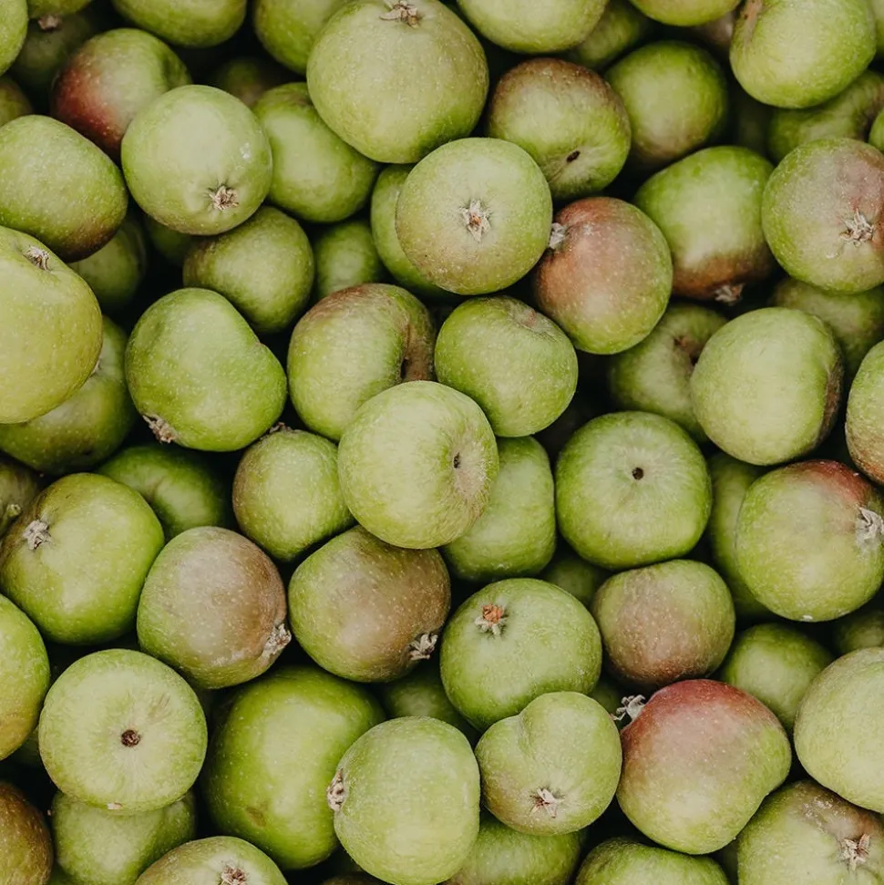 Rausch Anti-Pollution-Shampoo mit Apfel 40 ml