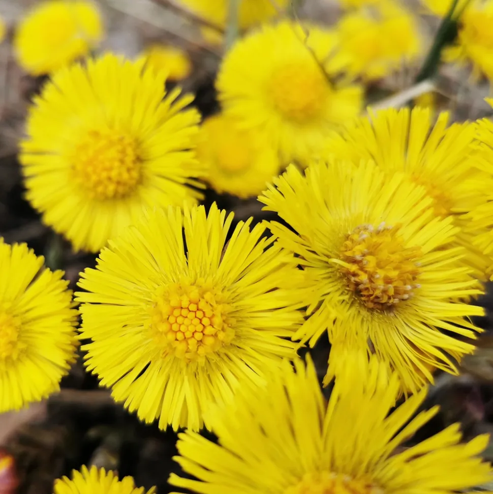 Rausch Anti-Schuppen-Conditioner mit Huflattich 30 ml