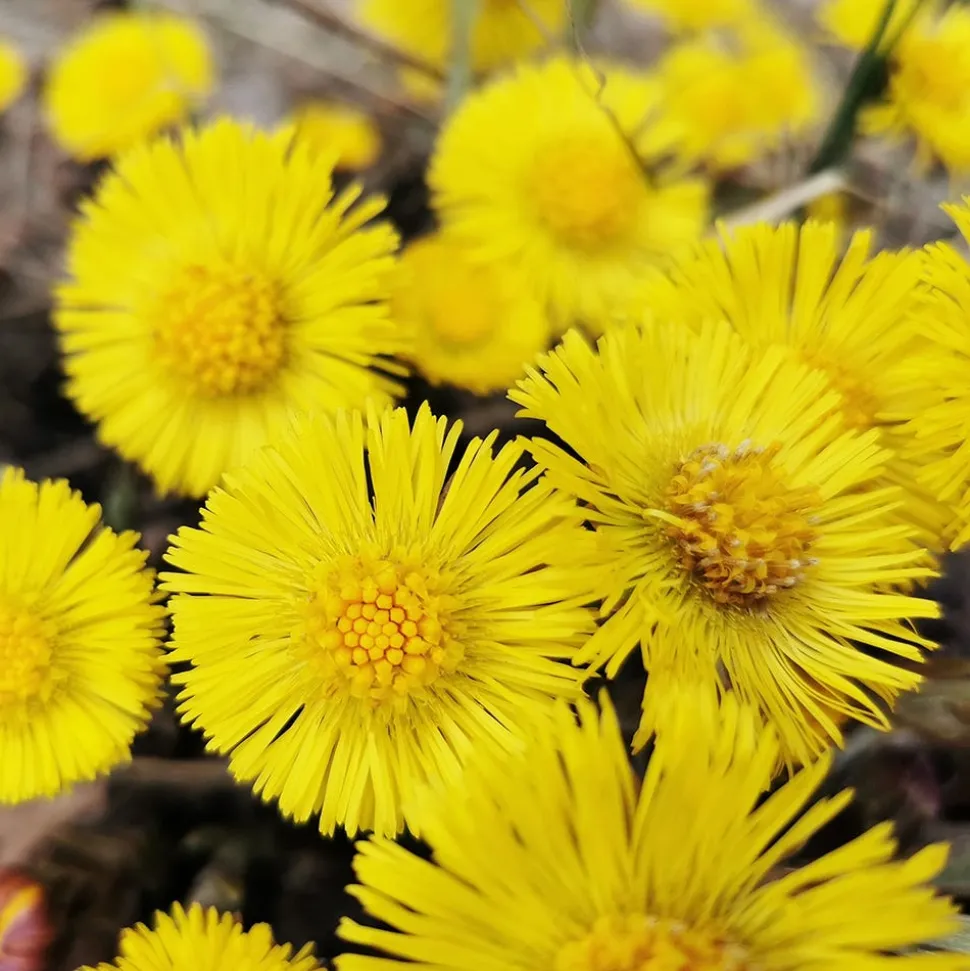 Rausch Anti-Schuppen-Shampoo mit Huflattich 40 ml