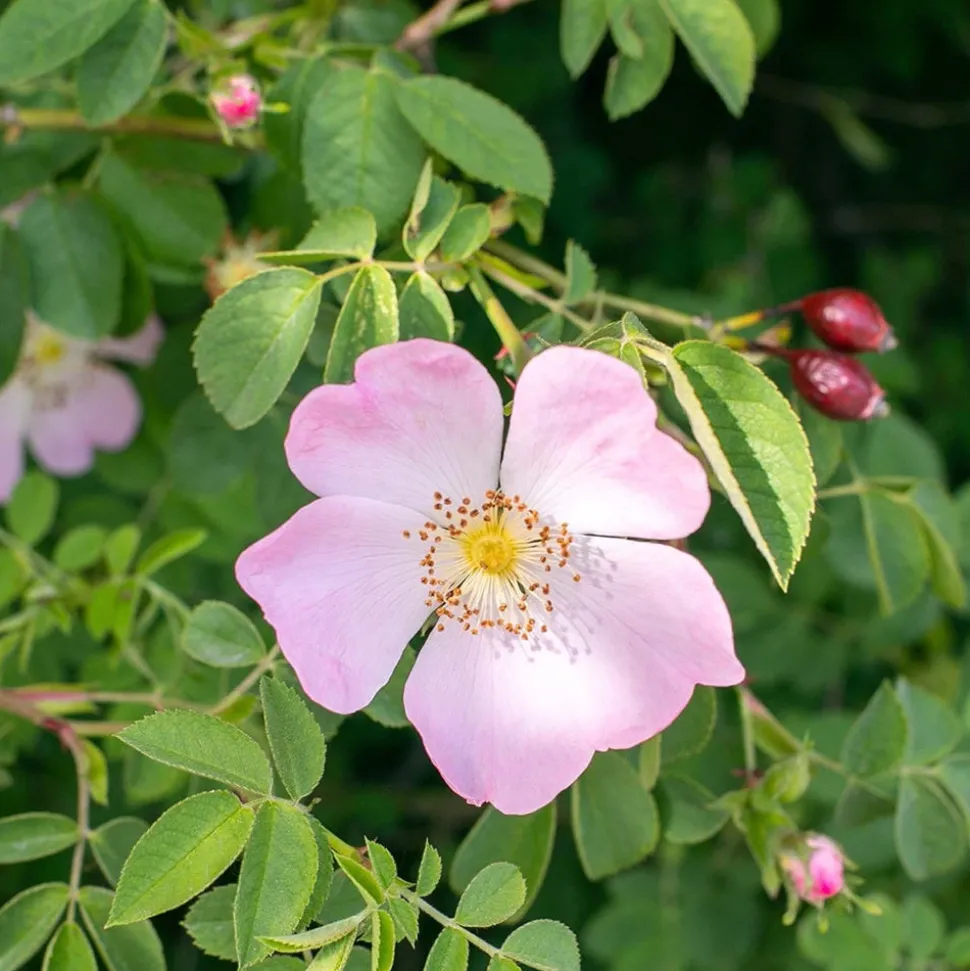Rausch Farbschutz-Conditioner mit Wildrose 150 ml