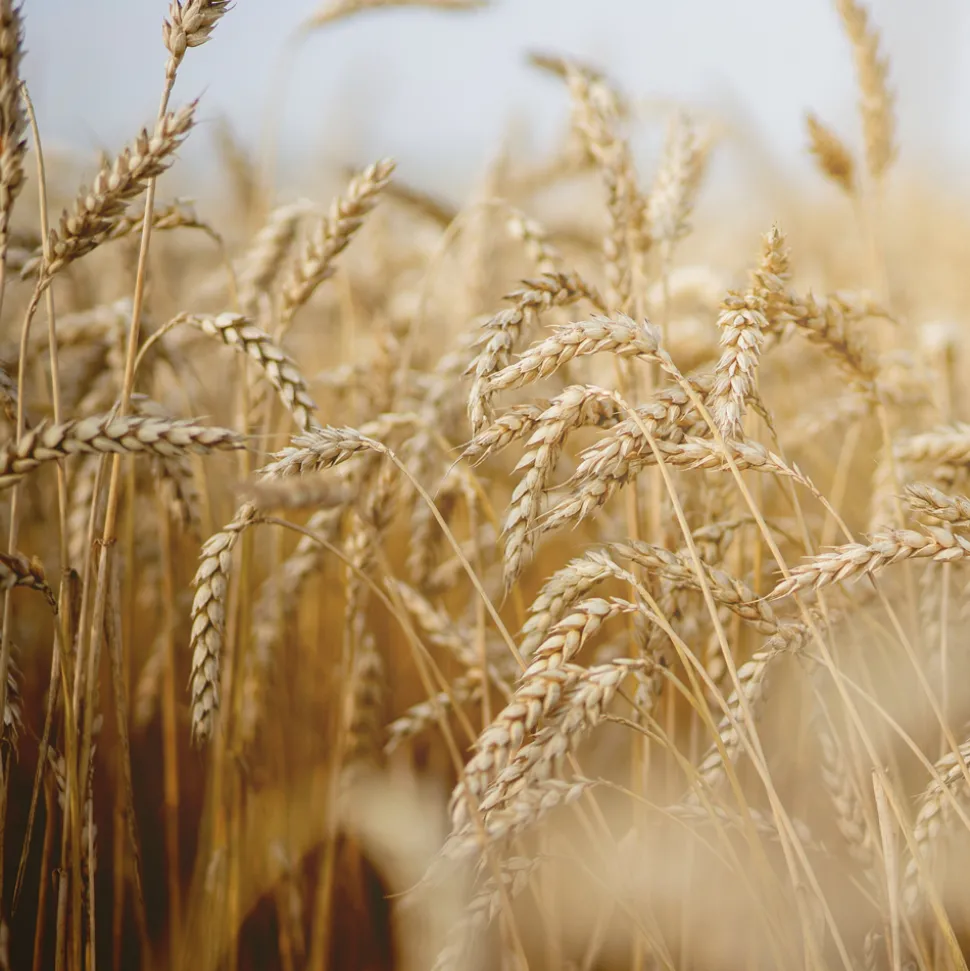 Rausch Feuchtigkeits-Spray mit Weizenkeim 100 ml