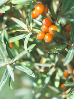 Rausch Haarspray Strong Aerosol 250 ml