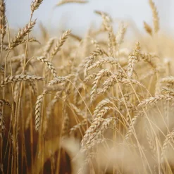 Rausch Nähr-Conditioner mit Weizenkeim 30 ml