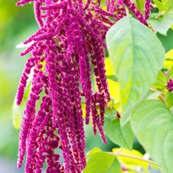 Rausch Repair-Cream mit Amaranth 50 ml