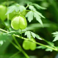 Rausch Sensitive-Conditioner mit Herzsamen 30 ml