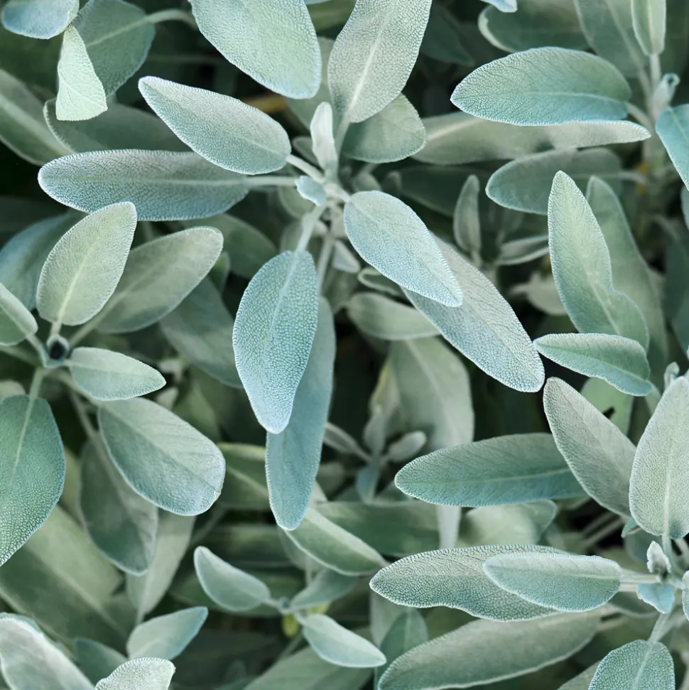 Rausch Silberglanz-Conditioner mit Salbei 150 ml