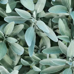 Rausch Silberglanz-Kur mit Salbei 100 ml