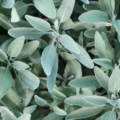 Rausch Silberglanz-Shampoo mit Salbei 40 ml