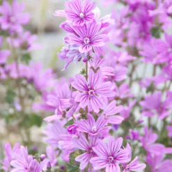 Rausch Volumen-Spray mit Malve 100 ml