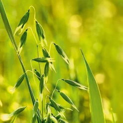 Weleda Hafer Aufbau-Shampoo 190 ml